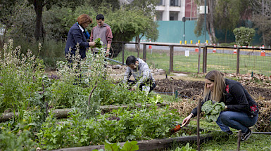 Foto donde se ven personas de la universidad trabajando en el Huerto San Francisco