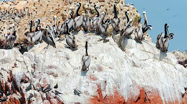 Aves marinas sobre una roca manchada de blanco y rojo por el guano.