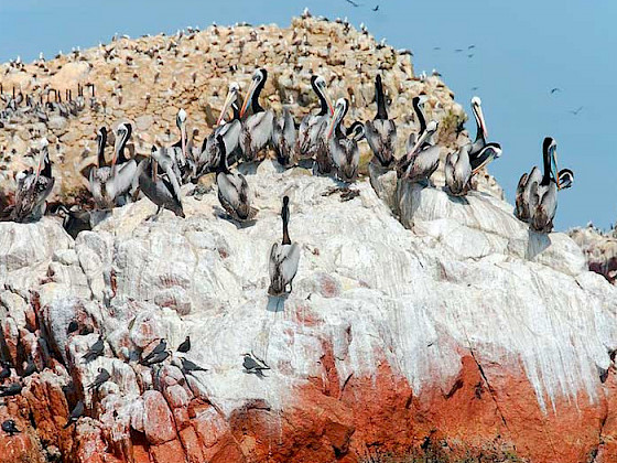 Aves marinas sobre una roca manchada de blanco y rojo por el guano.