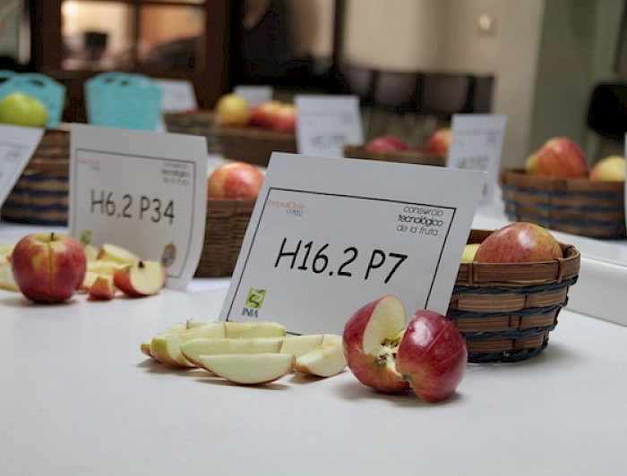 Alguna de las variedades de manzanas realizadas por el Programa de Mejoramiento Genético (PMG)