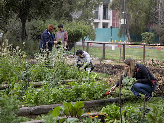a group of people working in a vegetable garden