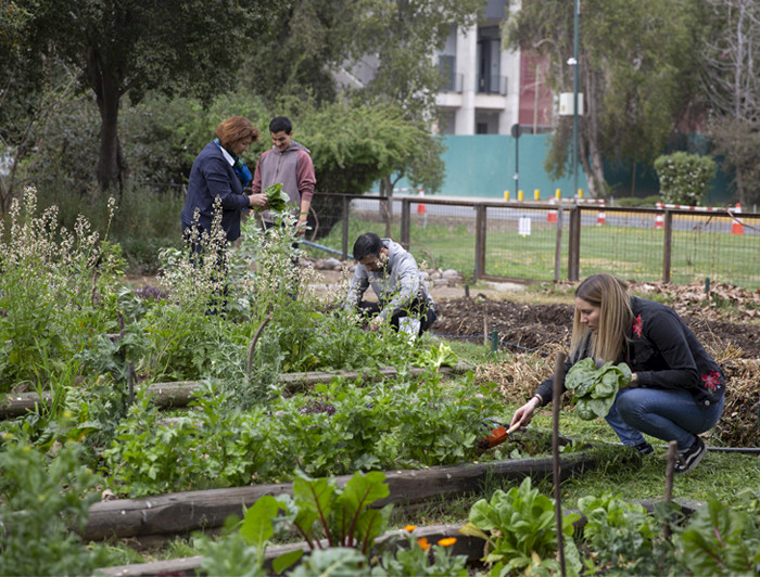 a group of people working in a vegetable garden