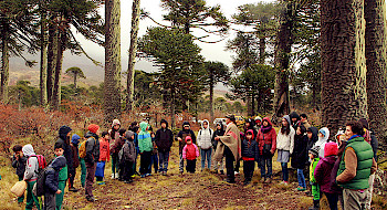 grupo de niños en bosque de araucarias