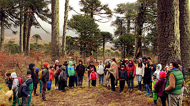 grupo de niños en bosque de araucarias