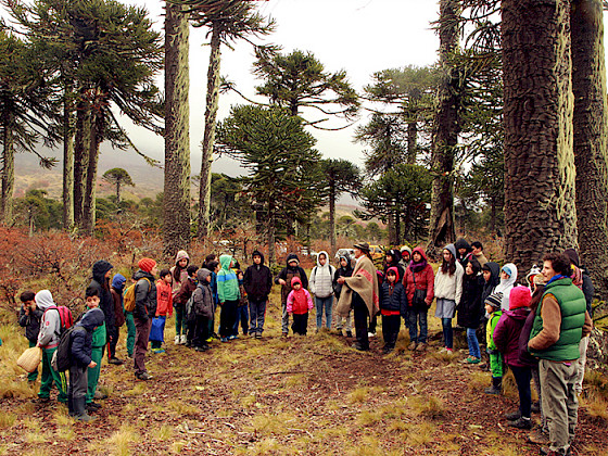 grupo de niños en bosque de araucarias