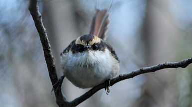 Rayadito, habitante alado de los bosques de Chile y Argentina. Foto Yanina Poblete.