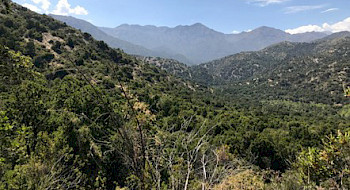 Bosques zona central de Chile. Foto: Carlos Zurita