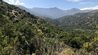 Bosques zona central de Chile. Foto: Carlos Zurita