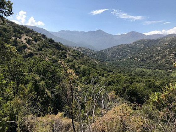 Bosques zona central de Chile. Foto: Carlos Zurita