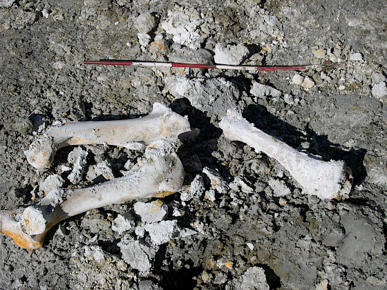 Restos de la especie endémica Hippidion saldiasi, Foto IEB