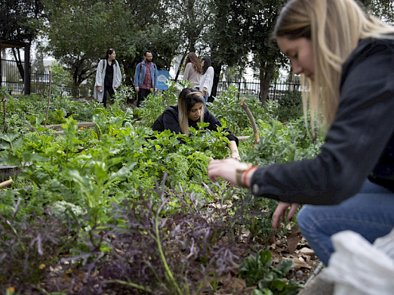 Trabajo de alumnos en huertos.- Foto Dirección de Comunicaciones
