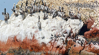 Pelicans over a cliff full of guano