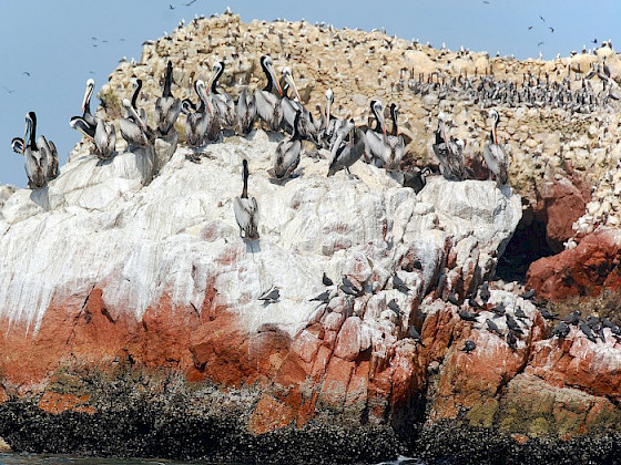 Pelicans over a cliff full of guano