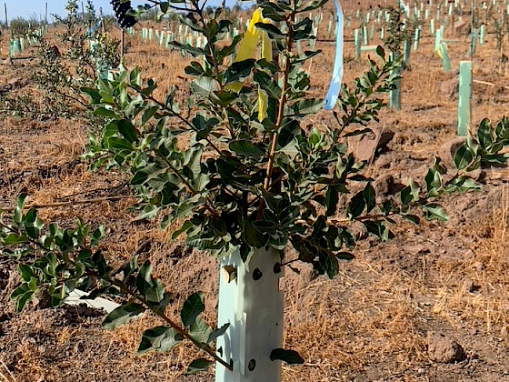árbol que un metro de altura con pocas hojas