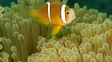 Clownfish swimming