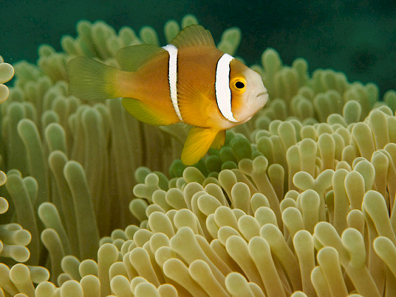 Clownfish swimming