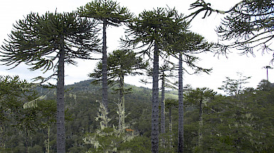 Parque Nacional Nahuelbuta. Foto Pixabay