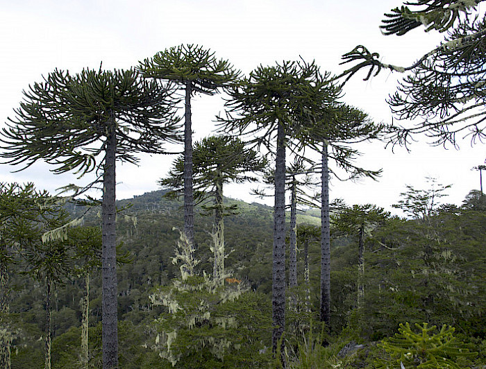 Parque Nacional Nahuelbuta. Foto Pixabay 