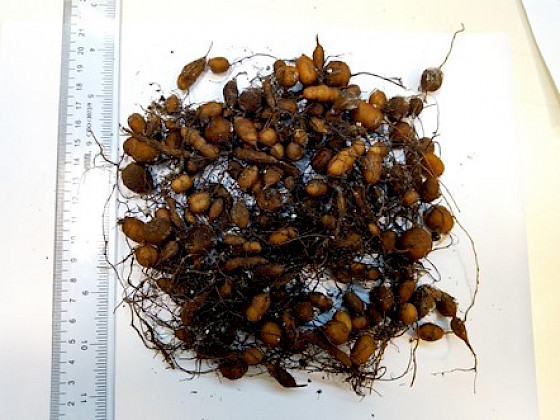 Imagen de tubérculos de la papa del desierto. Foto Melissa Aguilar