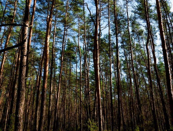 imagen correspondiente a la noticia: "Académicos UC cuidan bosques y especies nativas"