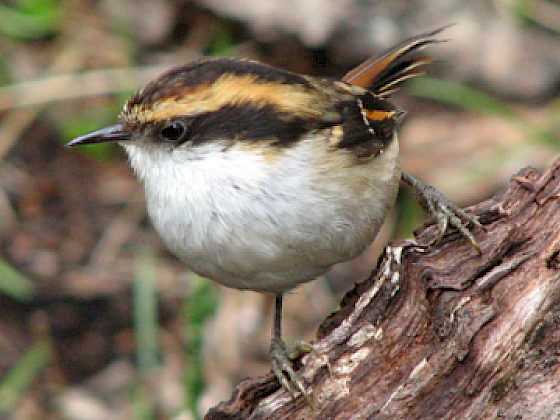 Rayadito.- Foto Rodrigo Vásquez