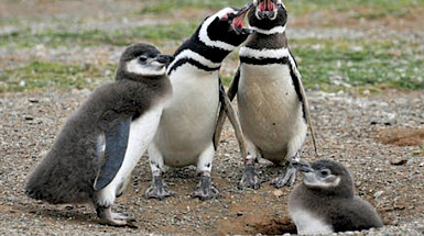 Pinguinos de Humboldt.- Foto Pexels