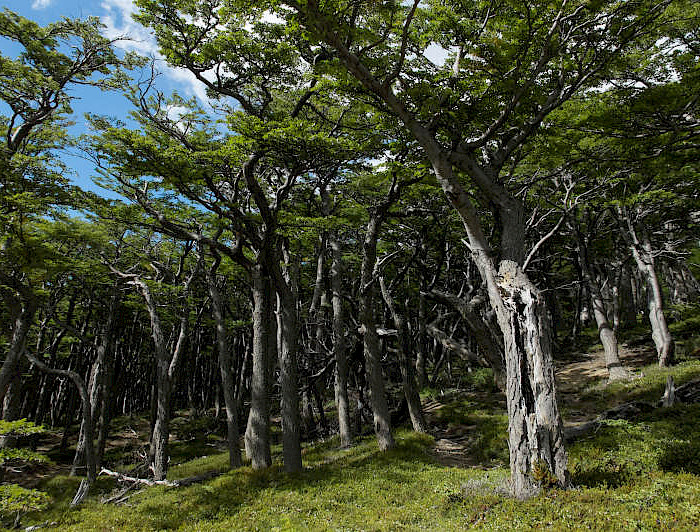 Árboles nativos vistos desde frente