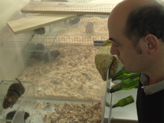 Profesor Luis Ebensperger con degus.- Foto FCB