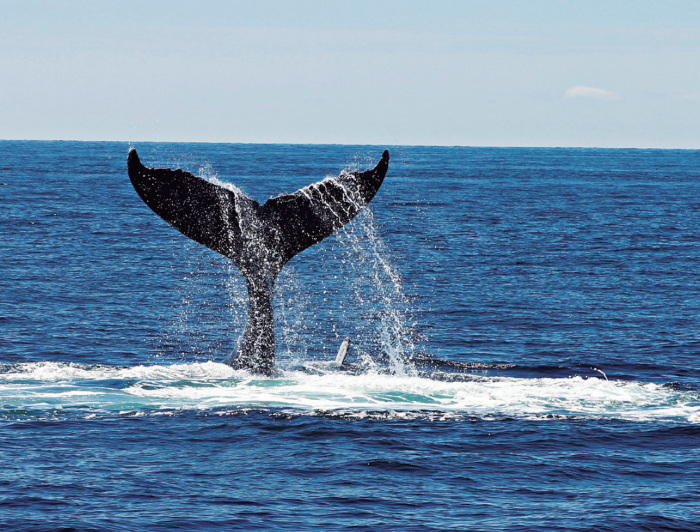 Whale tail at sea