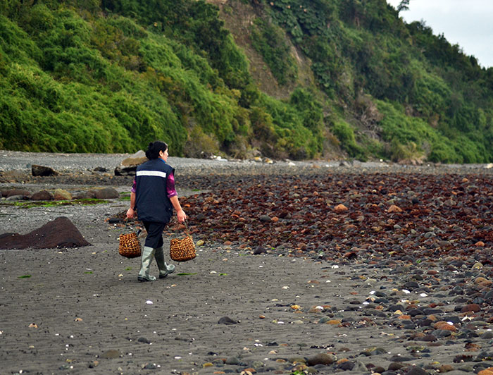 Pescadora caminando por una playa con un canasto en cada mano.