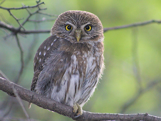 ave sobre las ramas de un árbol