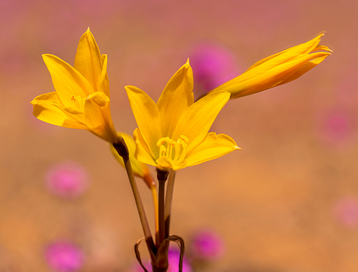 La "añañuca" amarilla es otra especie común del desierto florido, del tipo herbácea anual o de "temporada"; al morir deja las semillas para cuando ocurra el próximo desierto florido. (Fotografía: Francisco Gamboa)