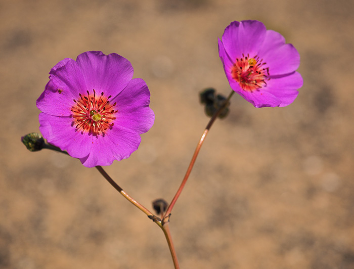 La "Pata de guanaco" es un verdadero símbolo del desierto florido, cubriendo planicies y cerros de un verdadero manto fucsia. (Fotografía: Nicole Saffie)