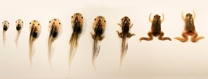 Los investigadores lograron encontrar la señal que permite a las ranas -mientras son renacuajos- regenerar su médula espinal ante un daño. (Imagen: Evolución de la evolución de las ranas (Xenopus laevis)/Laboratorio de Biología del Desarrollo y Regeneración UC)