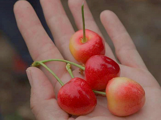 cuatro cerezas en la mano de una persona
