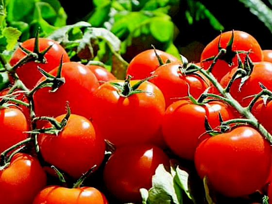Tomates en racimo