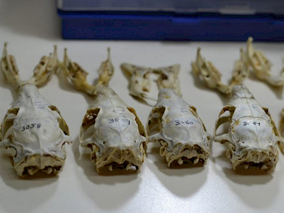 Parte de la Colección de Flora y Fauna Profesor Patricio Sánchez Reyes. Foto  Colección de Flora y Fauna Patricio Sánchez Reyes