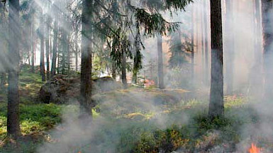 Bosque quemándose.