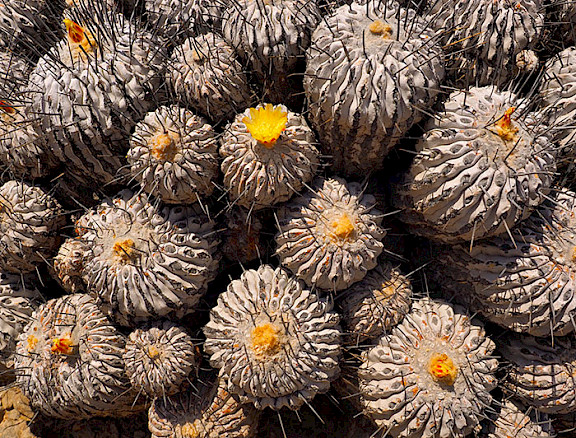 Group of gray cacti with yellow flowers on top.