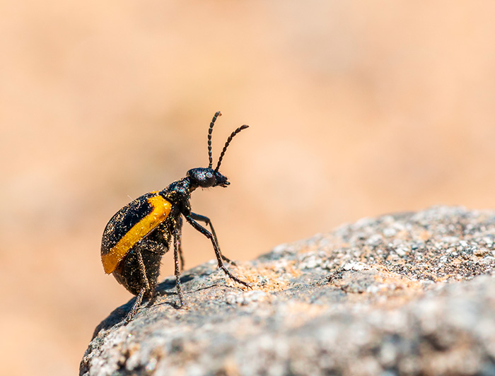 Tiny black and yellow beetle walking on a rock.