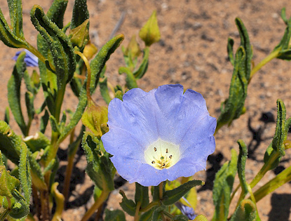 pale blue flower in the desert