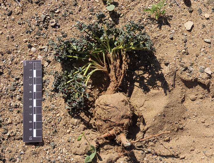 Desert bulb on the sand. A measuring rule shows that the root and stem are 10 centemeters long.