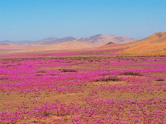 Atacama desert photo, pink flowers