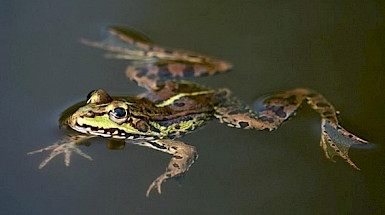 Frog swimming