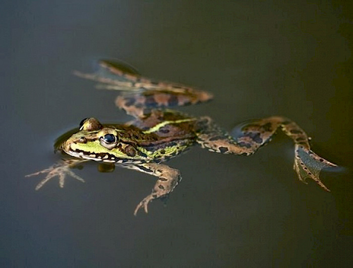 Frog swimming