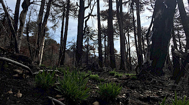 bosque de araucaria quemado en recuperacion