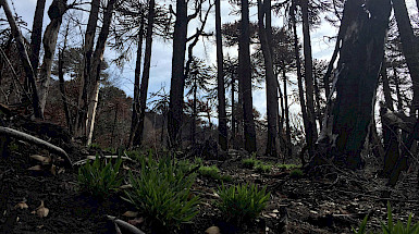 Bosque de araucaria en recuperación: se ven pequeñas plantas creciendo entre los árboles quemados.