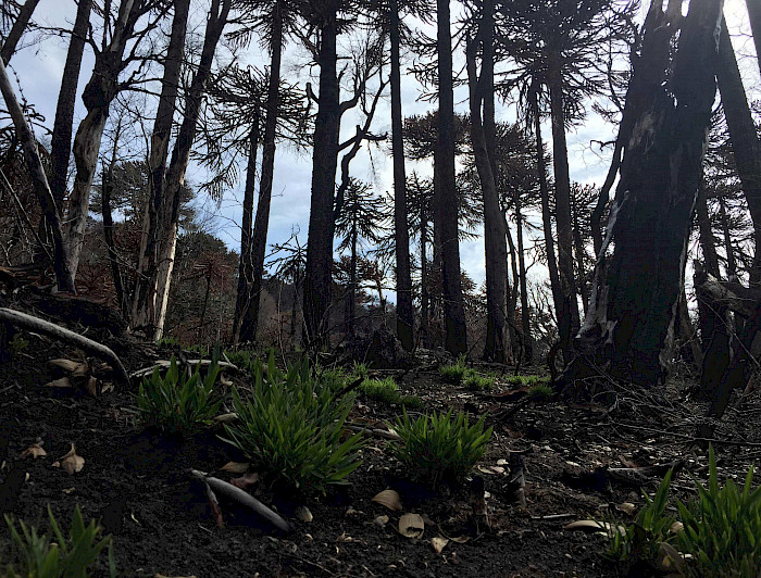 Bosque de araucaria en recuperación: se ven pequeñas plantas creciendo entre los árboles quemados.