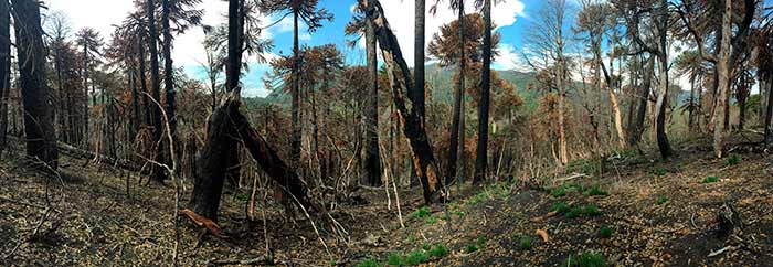 Bosque quemado, con troncos caídos y secos.