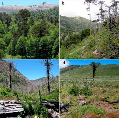 Imagen dividida en 4: arriba a la izquierda un bosque frondoso, arriba a la derecha, un bosque en recuperación, abajo a la izquierda, un bosque quemado con plantas que están creciendo, abajo a la derecha, un pastizal casi sin árboles.